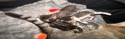 Mixed Breed cats for sale: 4 beautiful kittens  - Advert 7