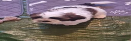 Shih Tzu dogs for sale: Shit tzu - Advert 6