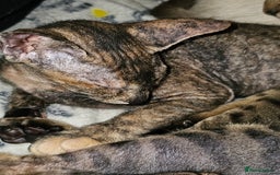 Sphynx cats for sale: Sphynx x Siamese kittens - Image 29