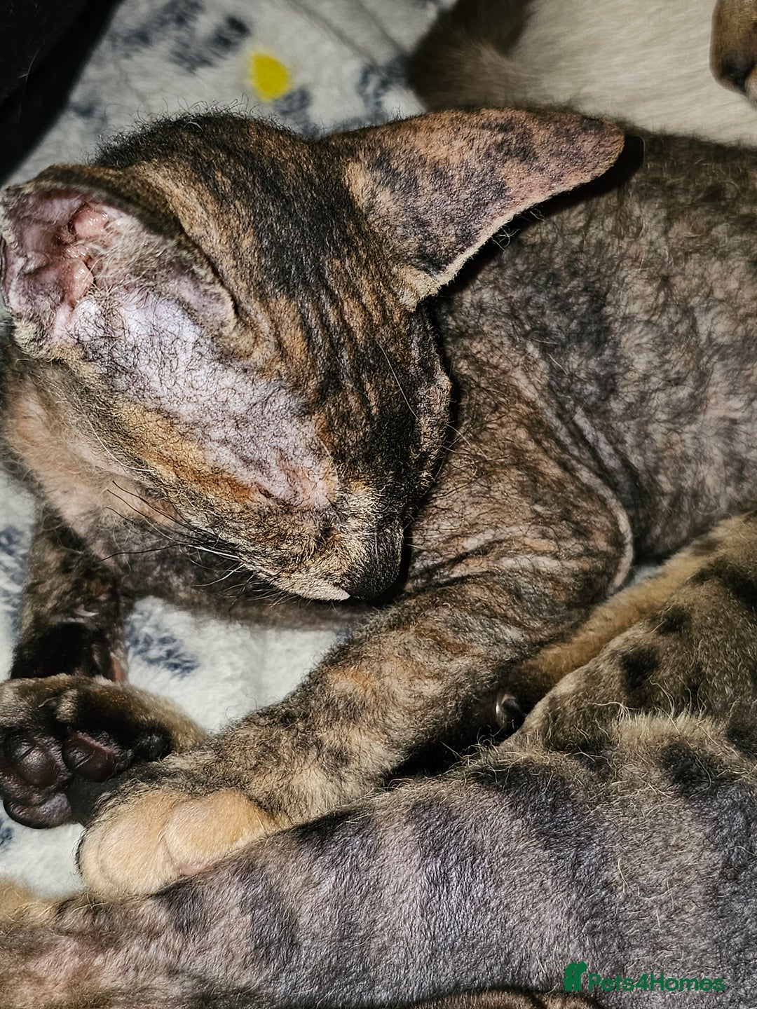 Sphynx cats for sale: Sphynx x Siamese kittens - Image 29