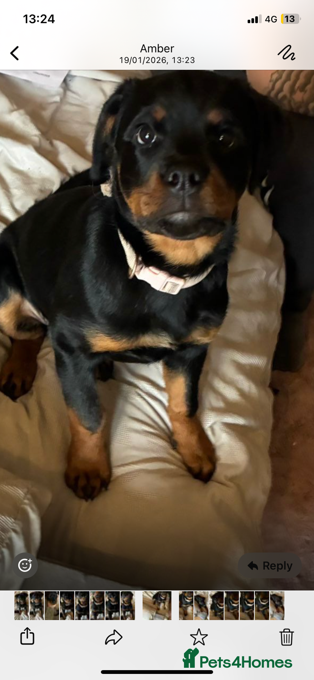 Rottweiler dogs for sale: Amber in the mist  - Advert 3