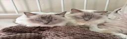 Ragdoll cats for sale: Ragdoll sisters - Advert 2