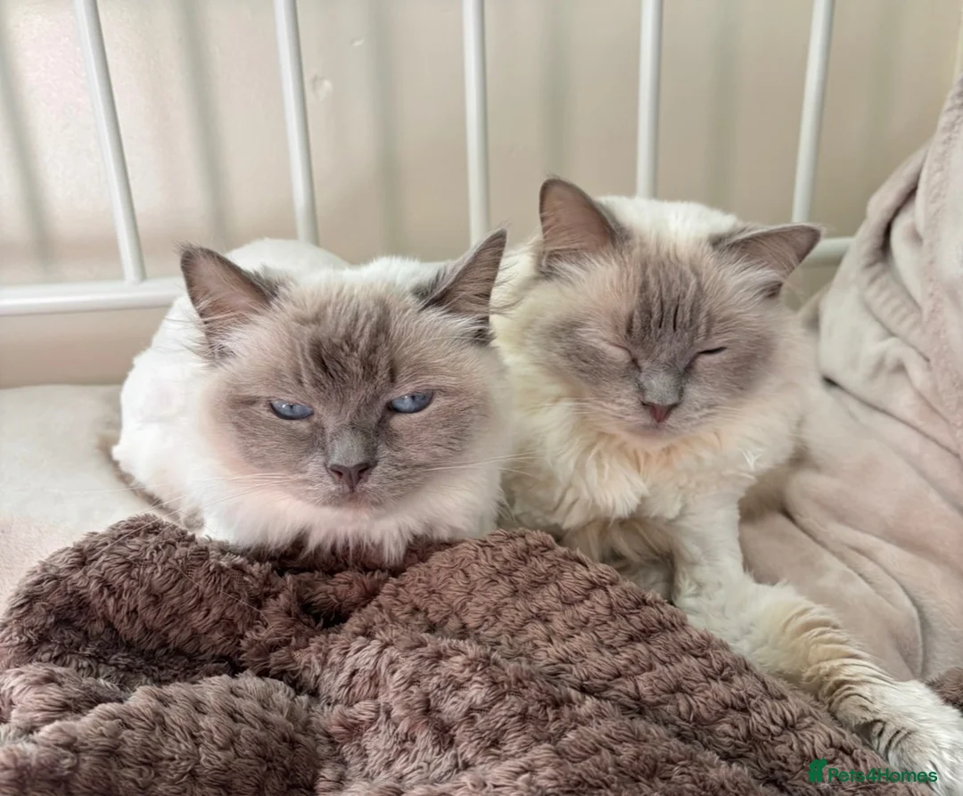 Ragdoll cats for sale: Ragdoll sisters - Advert 2