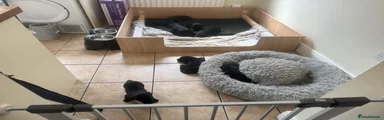 Labrador Retriever 5