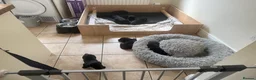 Labrador Retriever dogs for sale: 8 Black Labrador Pups - Advert 4