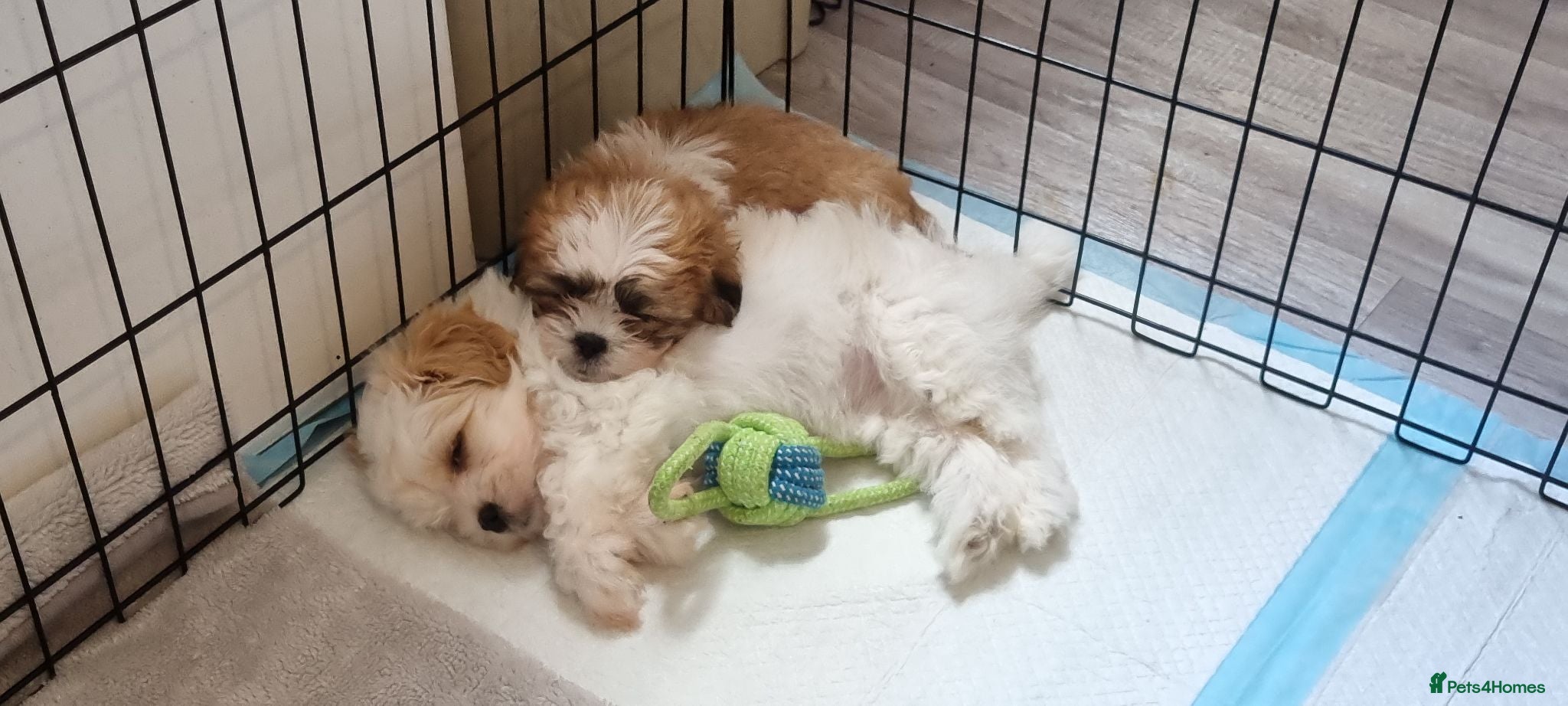 Shih Tzu dogs Shih tzu puppies for sale - Advert 1