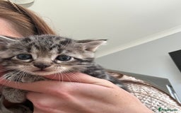 Bengal cats for sale: 5 Beautiful Bengal kittens  - Image 3