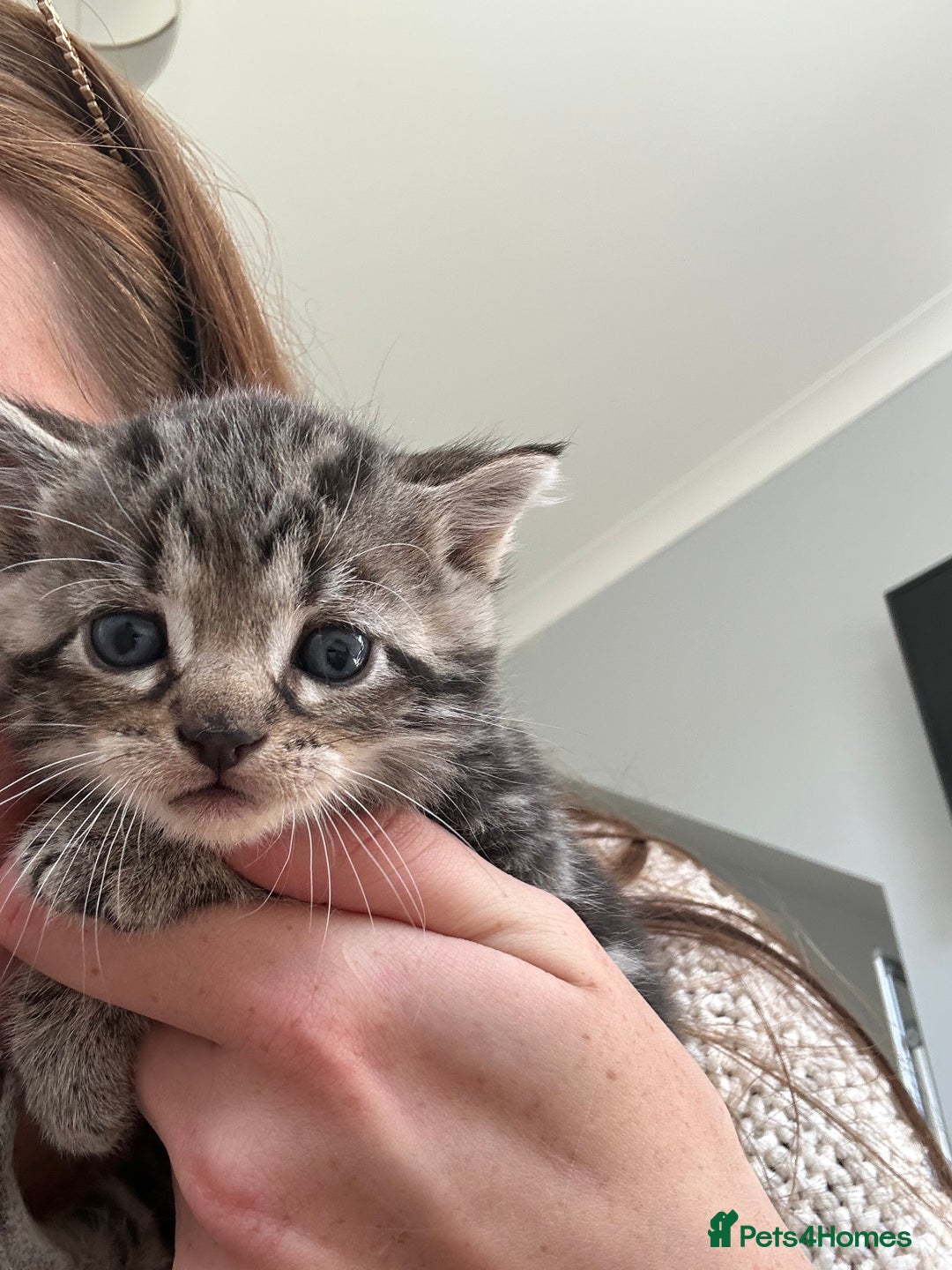 Bengal cats for sale: 5 Beautiful Bengal kittens  - Image 3