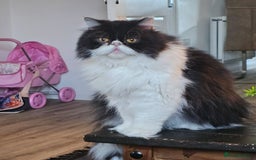 Persian cats for sale: 1x male persian cat - Image 2