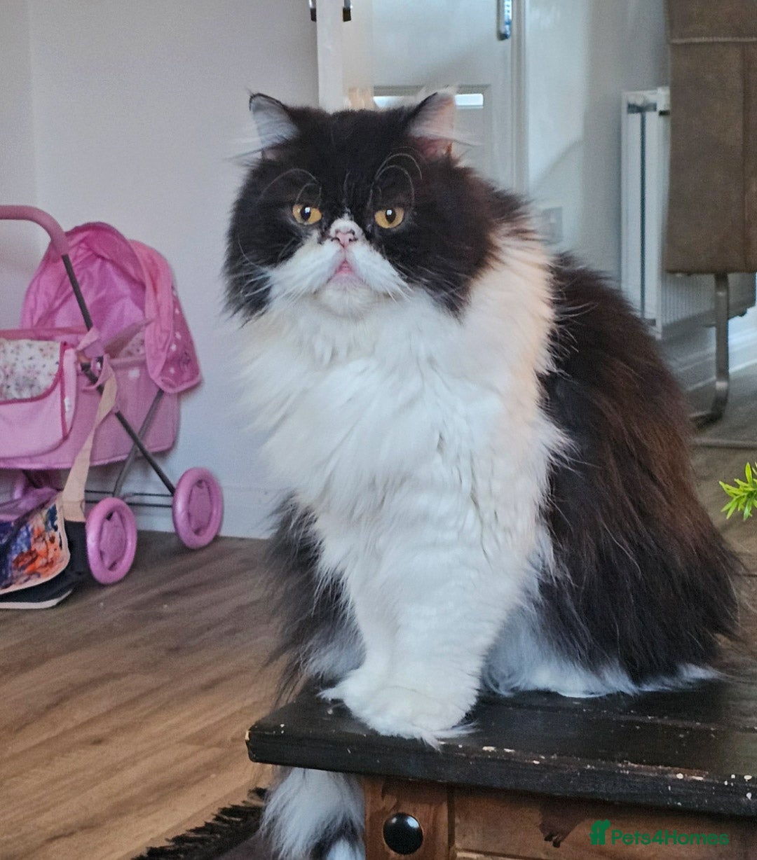 Persian cats for sale: 1x male persian cat - Image 2