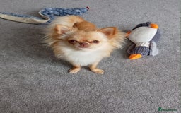 Chihuahua dogs for sale: Stunning Russian lines, Long haired Chihuahuas  - Image 23
