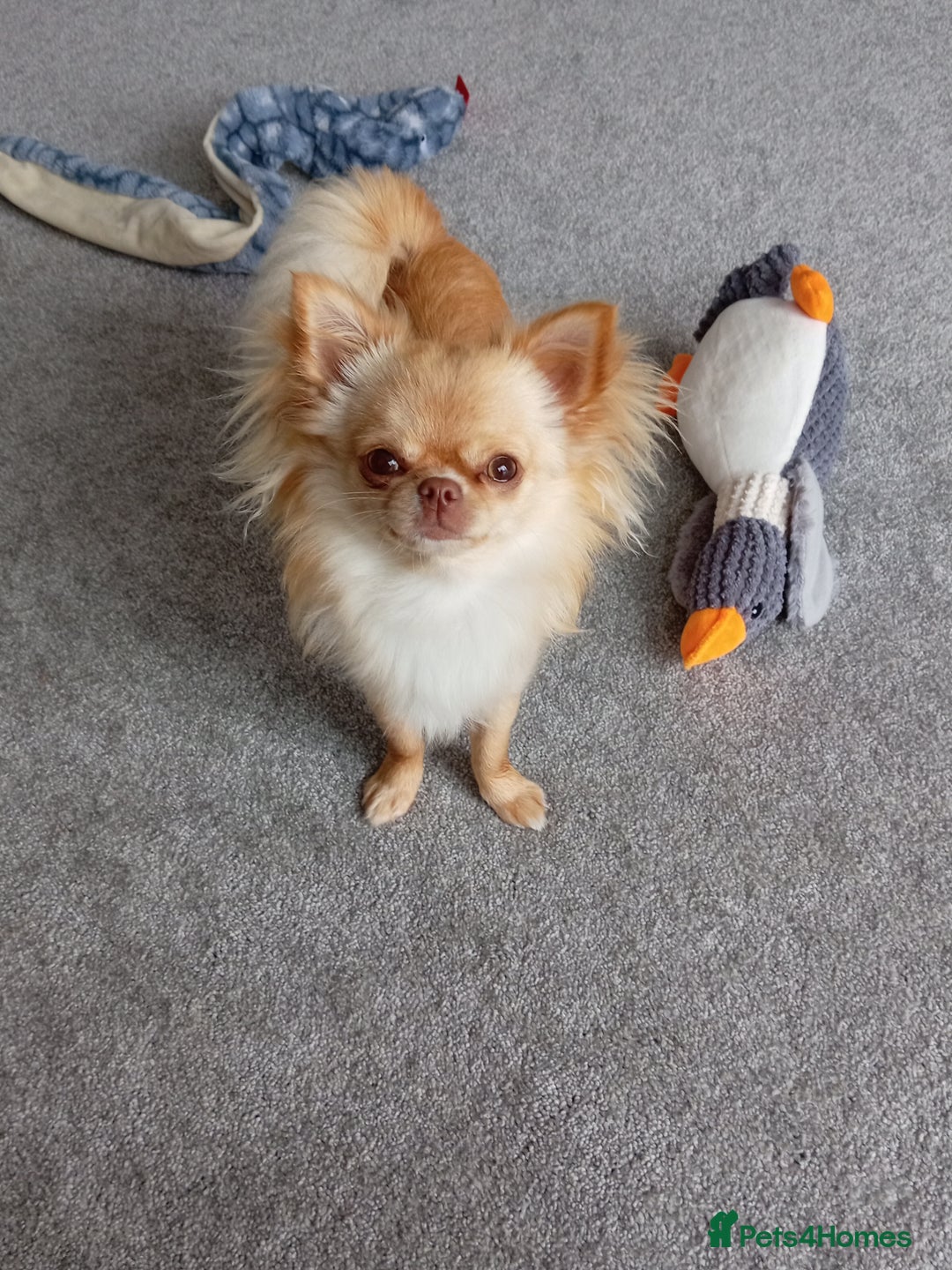 Chihuahua dogs for sale: Stunning Russian lines, Long haired Chihuahuas  - Image 23