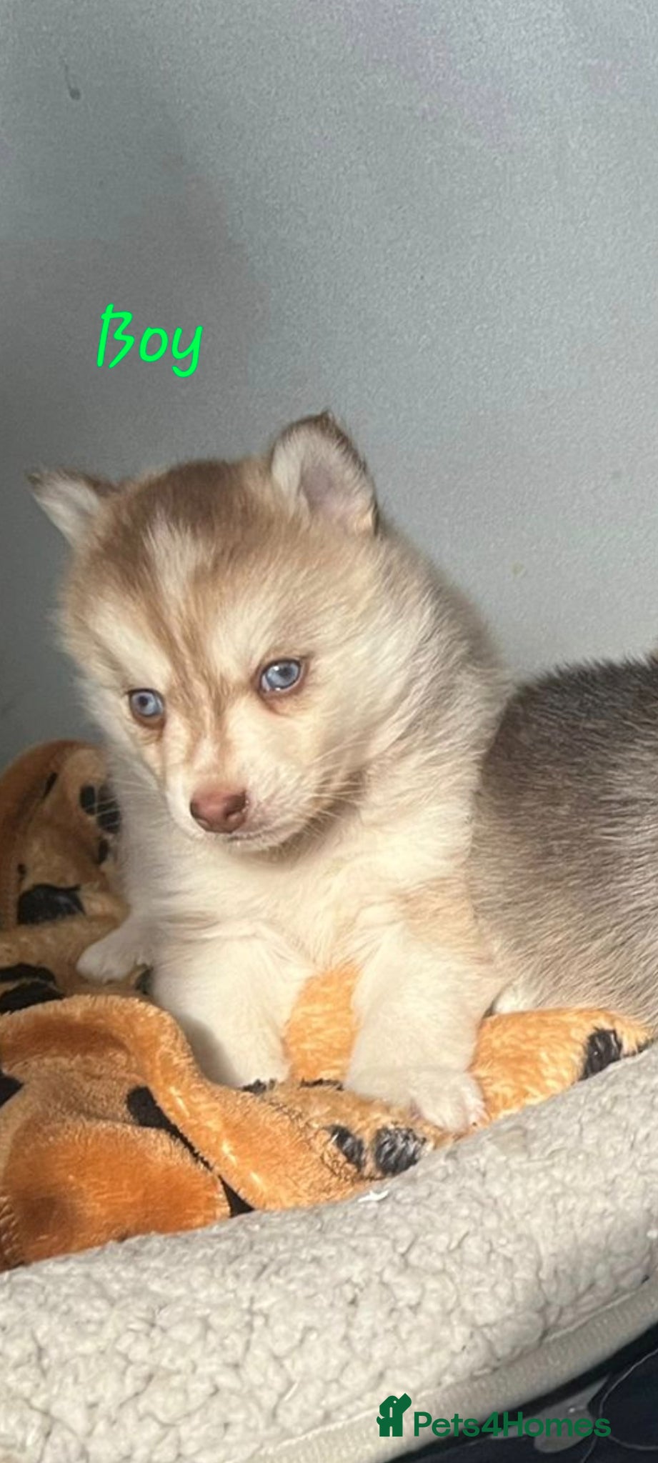 Pomsky dogs Blue eyed F4 Pomskys. One boy one girl. - Advert 2