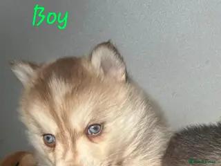 Pomsky dogs Blue eyed F4 Pomskys. One boy one girl. - Advert 2