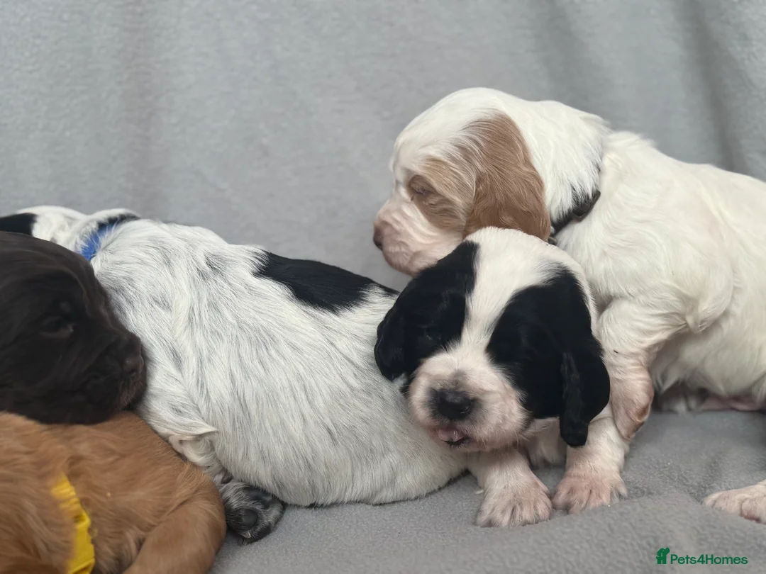 Cocker Spaniel dogs for sale: 🐶🐾 Exceptional Working Cocker Spaniel Puppies 🐾 - Advert 13