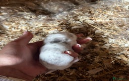 Mini Lop rabbits for sale: Mini lop baby bunnies  - Image 3