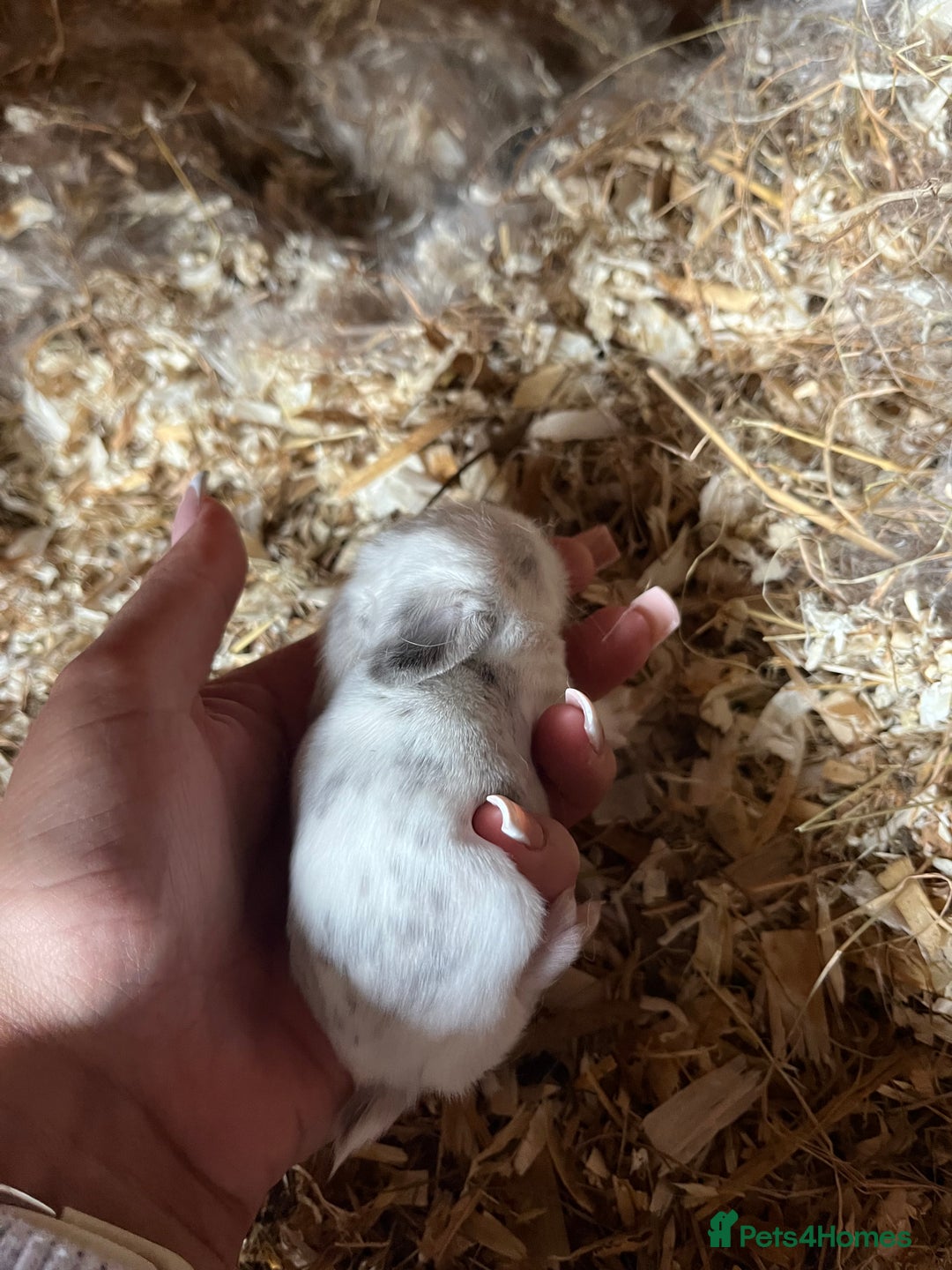 Mini Lop rabbits for sale: Mini lop baby bunnies  - Image 3