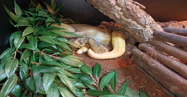 Python Snake reptiles - Advert 14