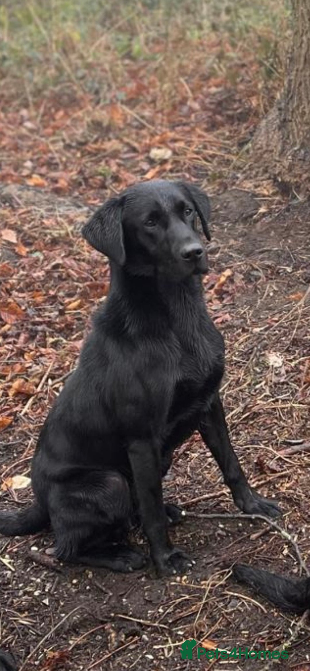 Labrador Retriever dogs for sale: Beautiful Labrador puppies - Advert 10