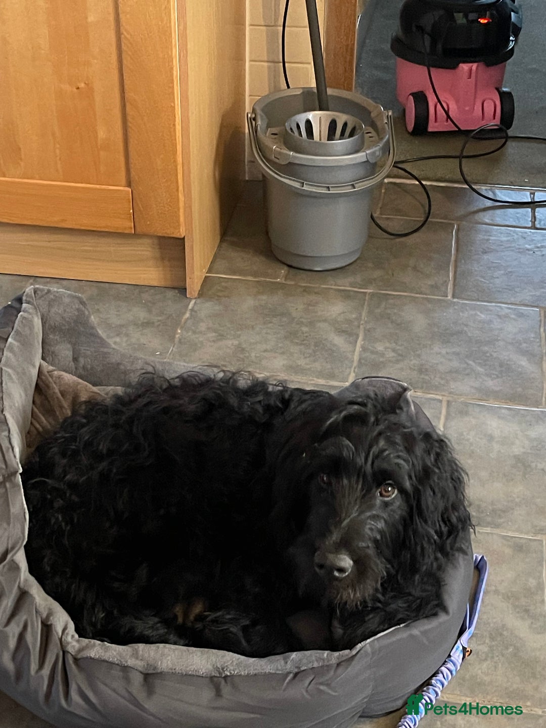 Goldendoodle dogs for sale: Black golden doodle  - Advert 3