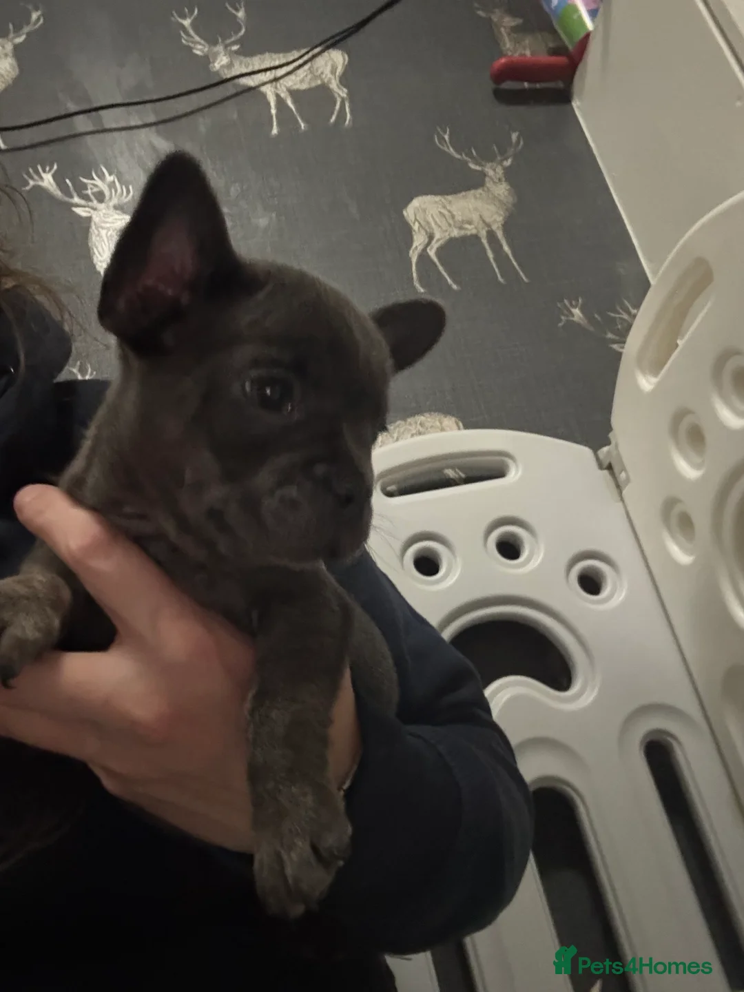 French Bulldog dogs for sale: 2 blue frenchies ready to leave on Friday  - Advert 14