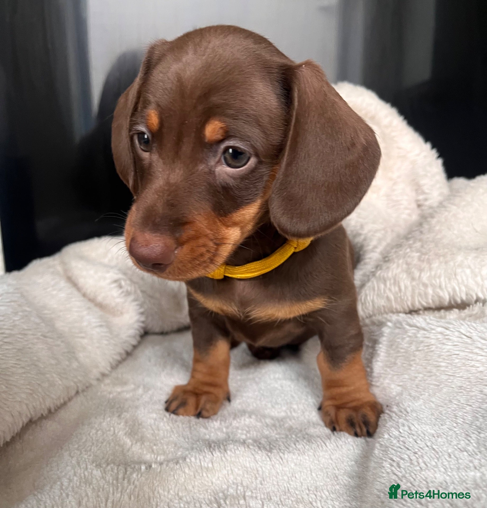 Miniature Dachshund dogs  🍫 Beautiful Chocolate & Tan Mini Dachshunds  - Advert 1