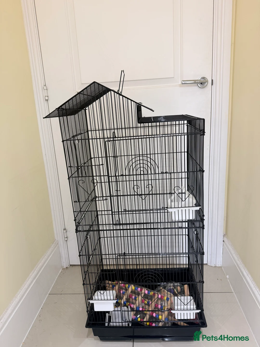 Lovebirds birds for sale: BEAUTIFUL BABY LOVEBIRDS. TWO AVAILABLE TO CHOOSE  - Advert 8