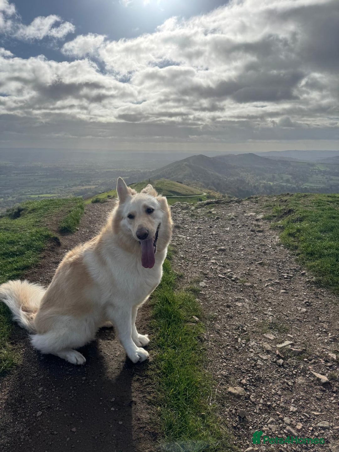 German Shepherd dogs for sale: German shepherd white female 5yrs old - Advert 1