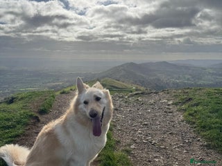 German Shepherd dogs German shepherd white female 5yrs old - Advert 10