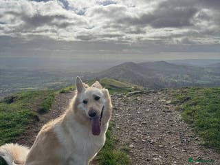 German Shepherd dogs German shepherd white female 5yrs old - Advert 17