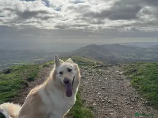 German Shepherd dogs German shepherd white female 5yrs old - Advert 8