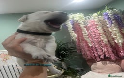Goldador dogs for sale: Puppies- Goldadors (Golden retriever) (Labrador)  - Image 35
