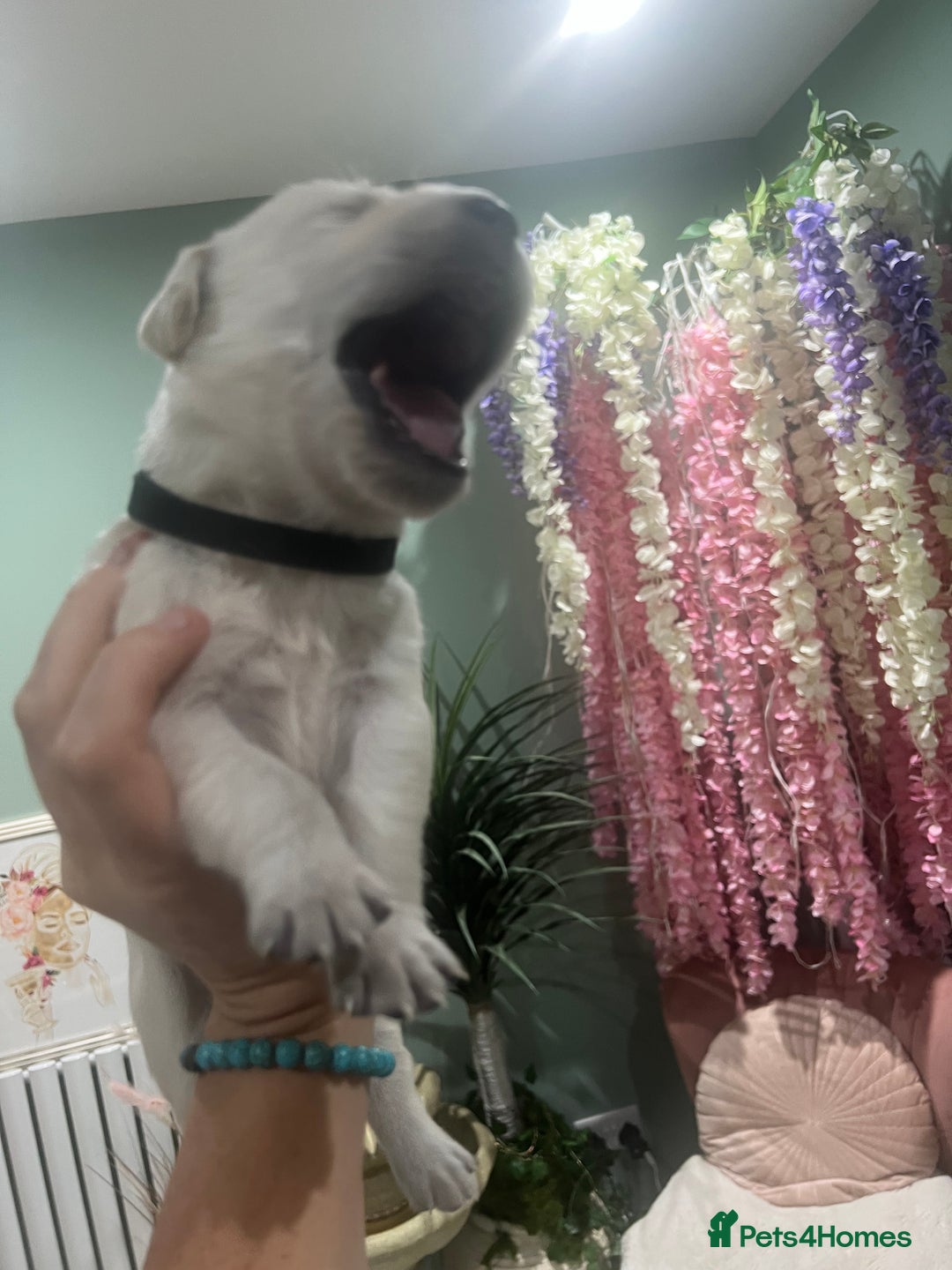 Goldador dogs for sale: Puppies- Goldadors (Golden retriever) (Labrador)  - Image 35