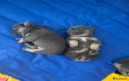 French Bulldog dogs for sale: 3 Female French bulldog puppies  - Image 14