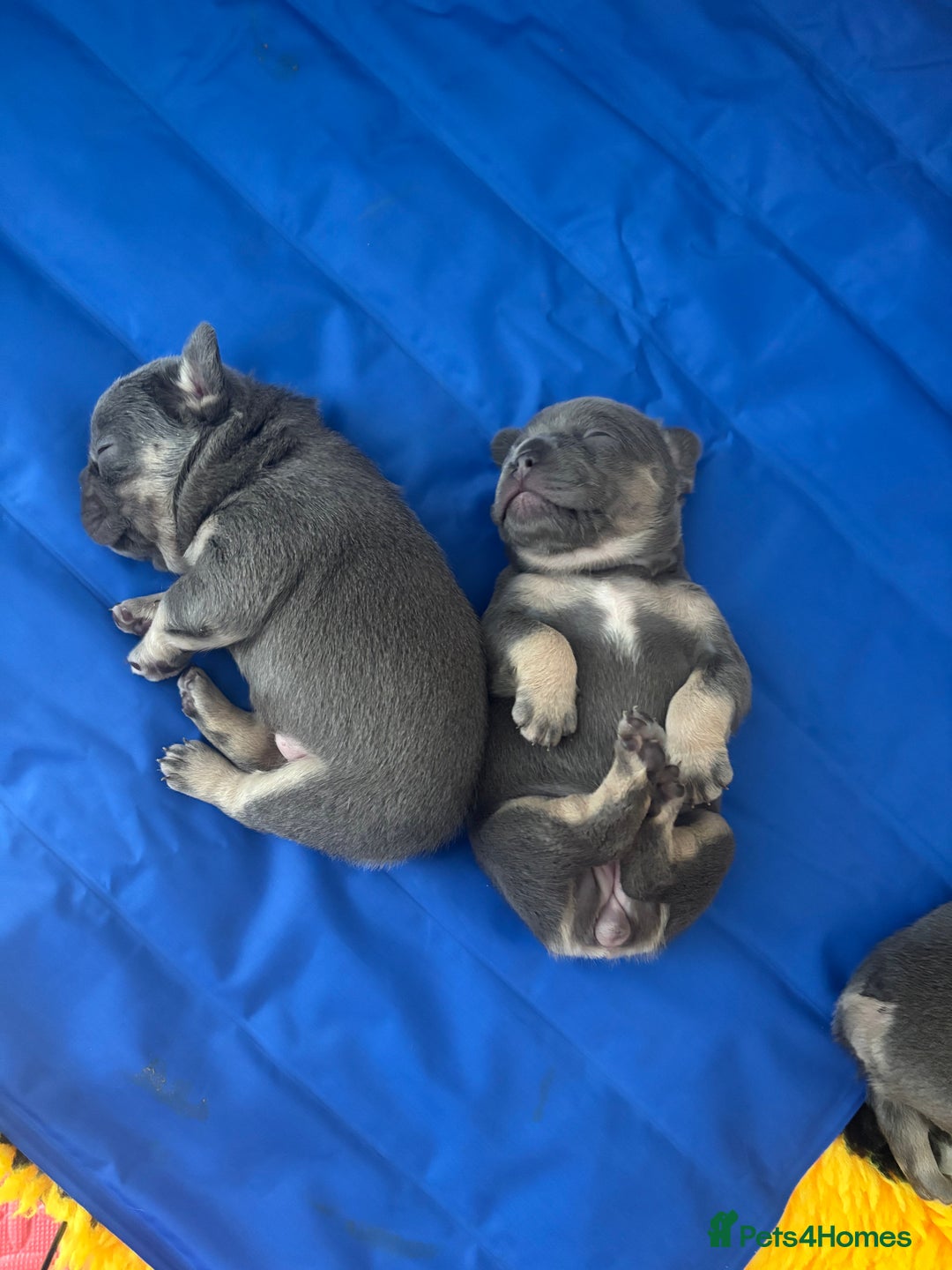 French Bulldog dogs for sale: 3 Female French bulldog puppies  - Image 14