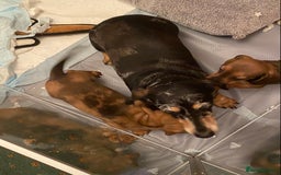 Miniature Dachshund dogs for sale: True miniature Dachshund puppies  - Image 19