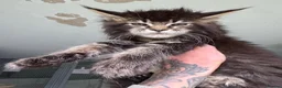 Maine Coon cats for sale: Russian Import Health Tested Loved Kittens - Advert 5