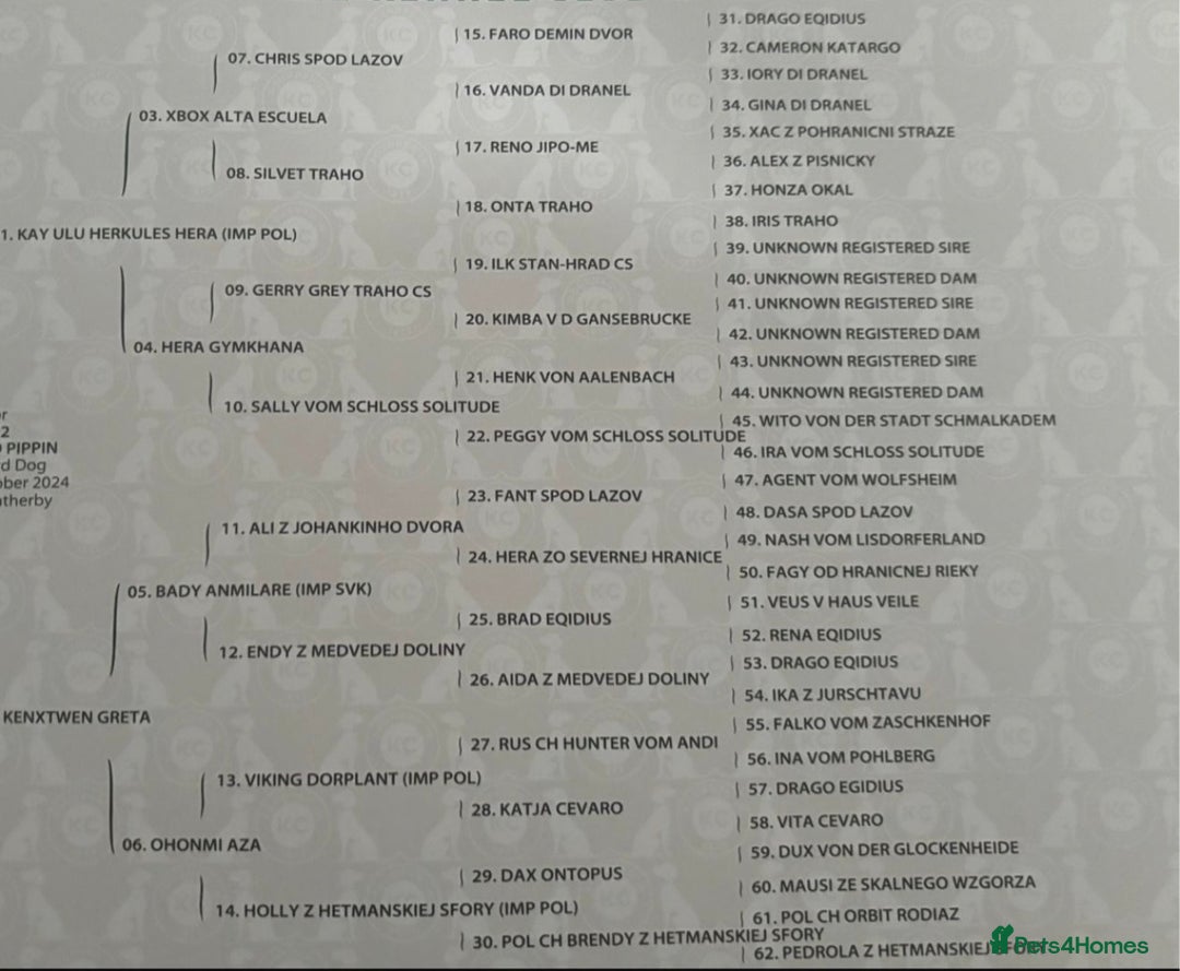 German Shepherd dogs for sale: Super pedigree working bi colour male  - Advert 5