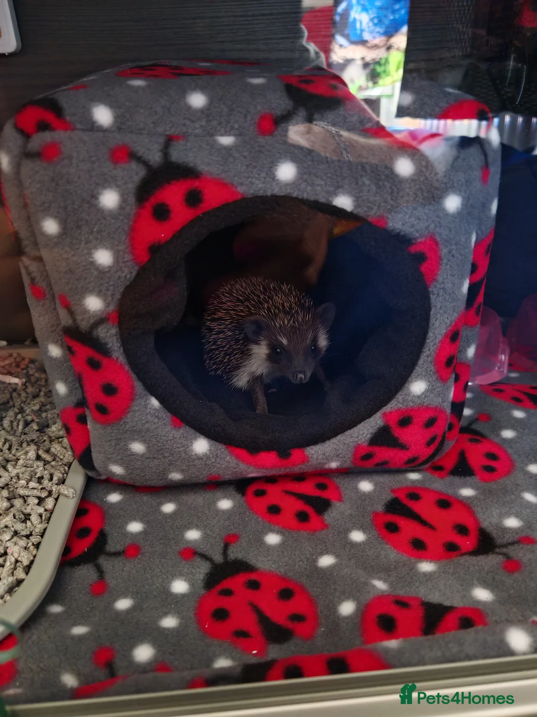 Pygmy Hedgehog rodents for sale: African Pygmy Hedgehog  - Advert 3