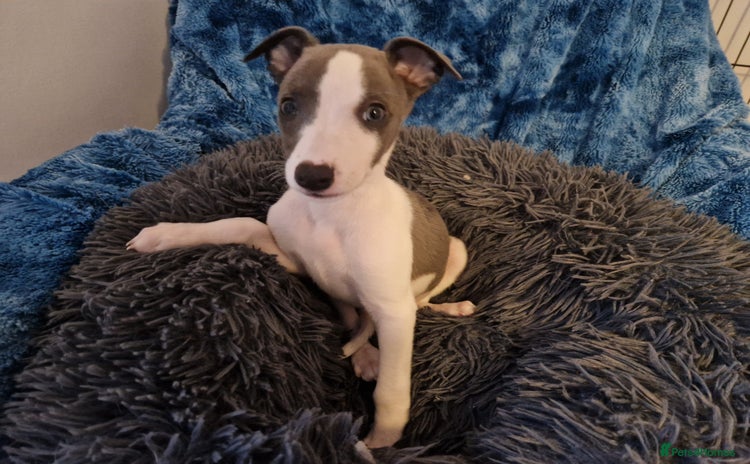 Whippet dogs - Advert 14