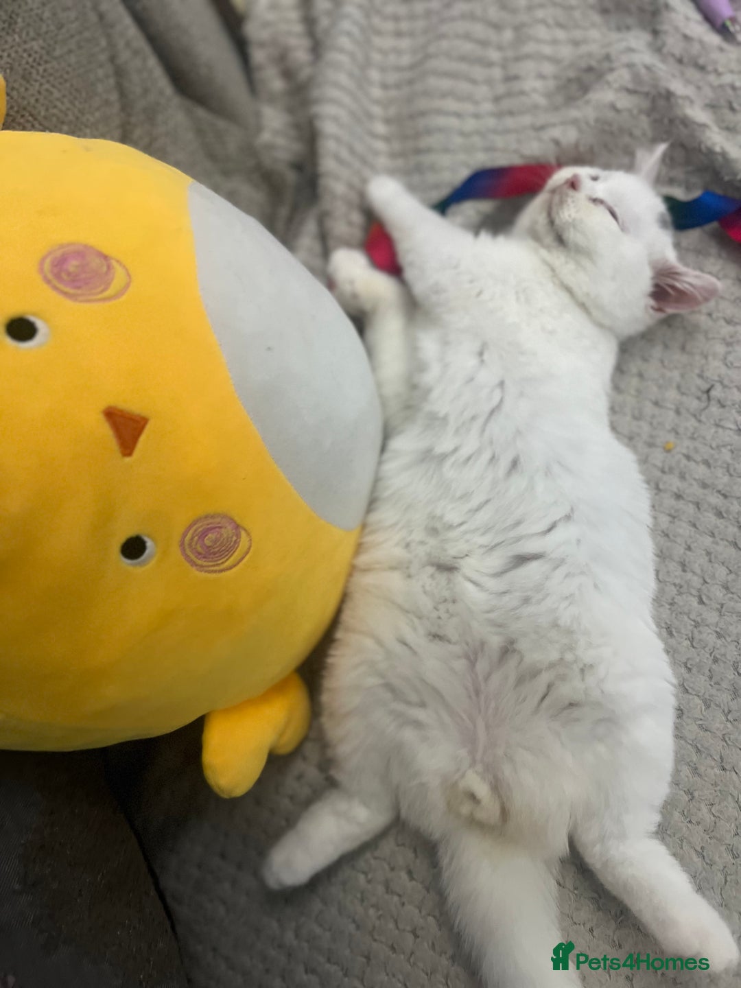 British Shorthair cats for sale: Last 2 stunning kittens BSH ready now - Advert 6