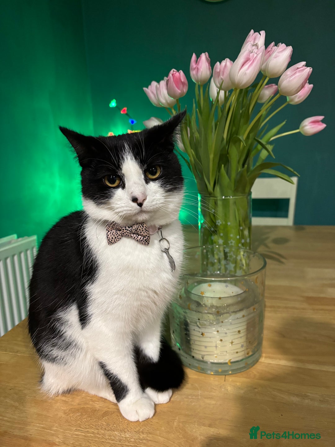 Mixed Breed cats for sale: Loving friendly cat for sale  - Image 3