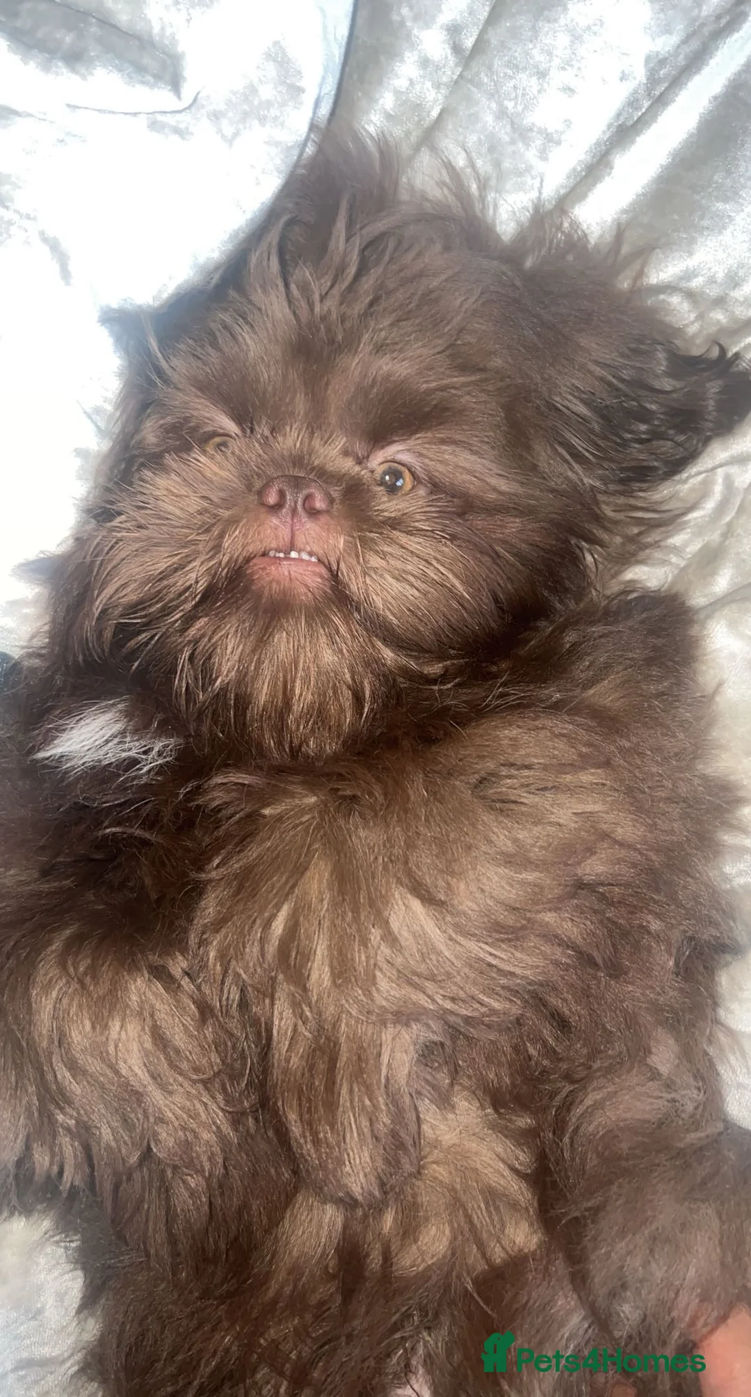 Shih Tzu dogs for stud: KC registered proven imperial Shih Tzu for stud  in Leicester - Advert 6