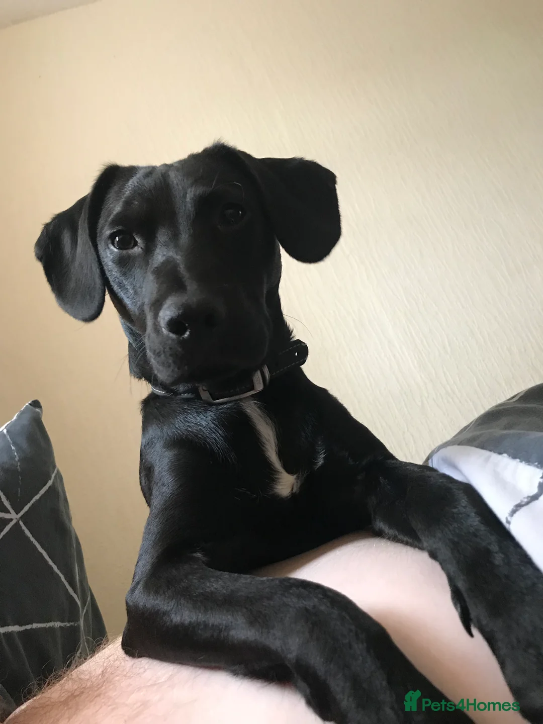 Mixed Breed dogs for sale: Male neutered cross  - Advert 5