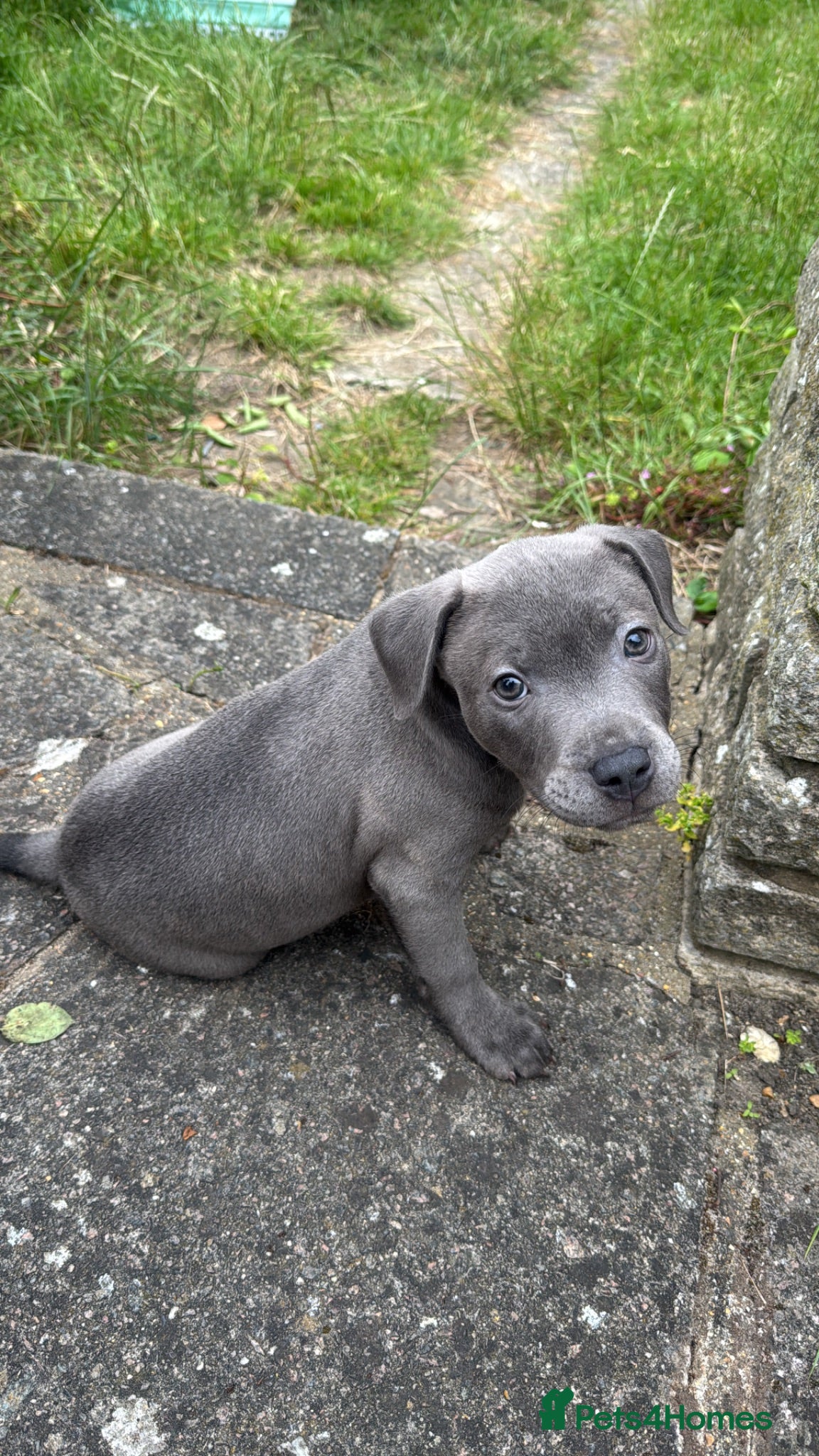 Staffordshire Bull Terrier dogs Beautiful Puppy Looking for His Forever Home 🐶 - Advert 1