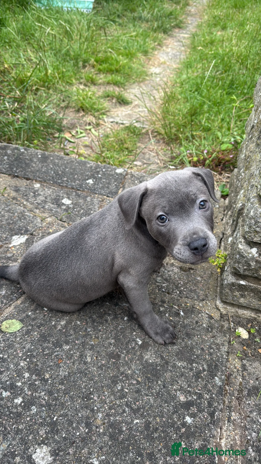 Staffordshire Bull Terrier dogs for sale: Beautiful Puppy Looking for His Forever Home 🐶 in Romford - Advert 1