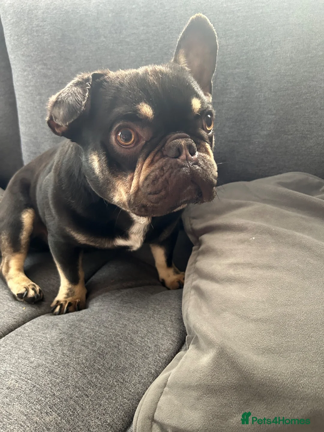 French Bulldog dogs for sale: French bulldog  in Ashington - Advert 3
