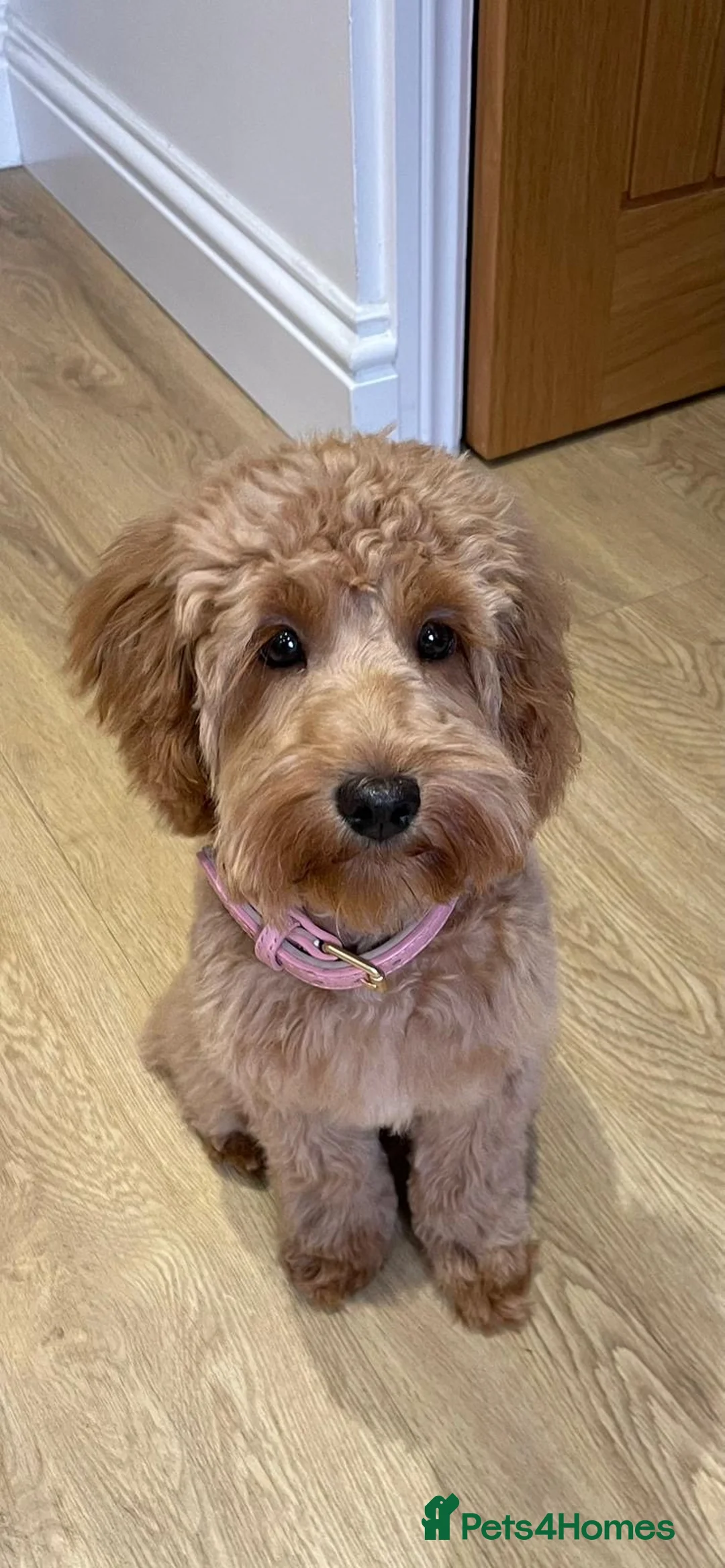 Cavapoo dogs for stud:  Fully healthy tested Proven F1 Cavapoo Stud Dog in Droitwich - Advert 19
