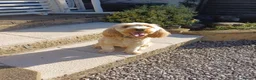 Cockapoo dogs for sale: Re-Home Cockapoo !  in Swadlincote - Advert 5