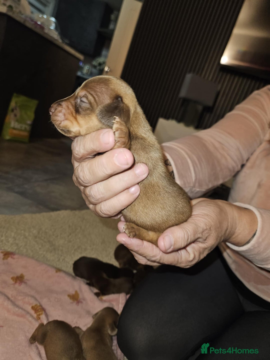 Miniature Dachshund dogs for sale: Miniature dachshunds - Image 2